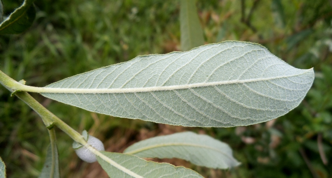 Image of Salix × puberula specimen.