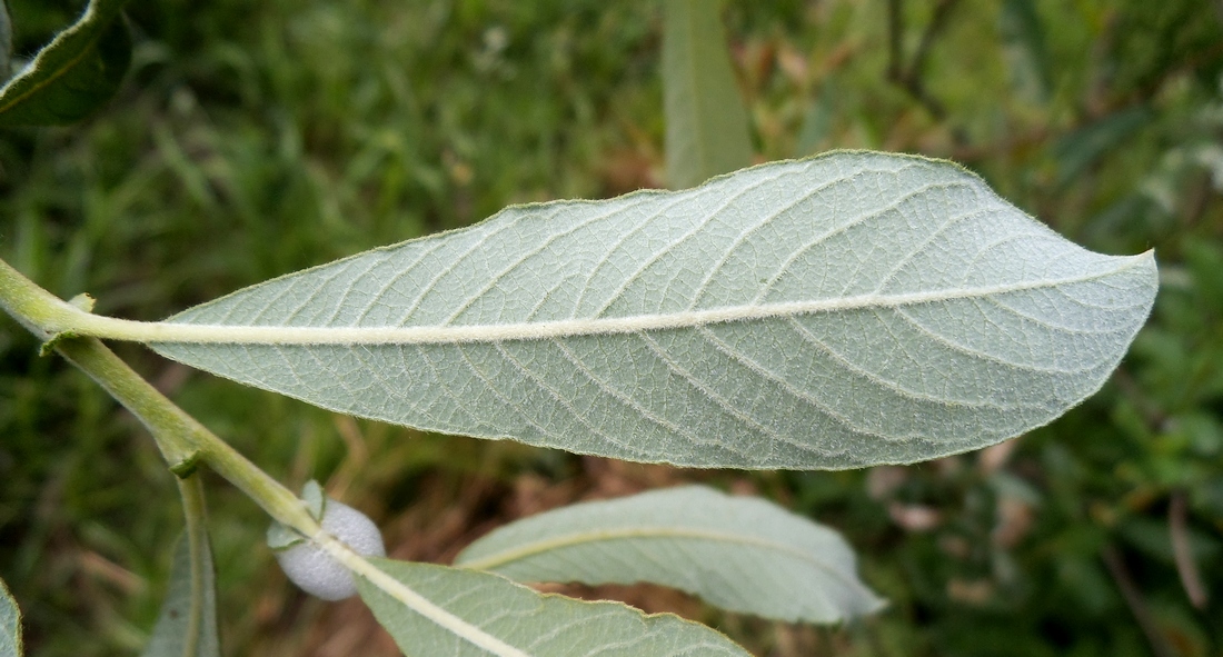 Image of Salix &times; puberula specimen.