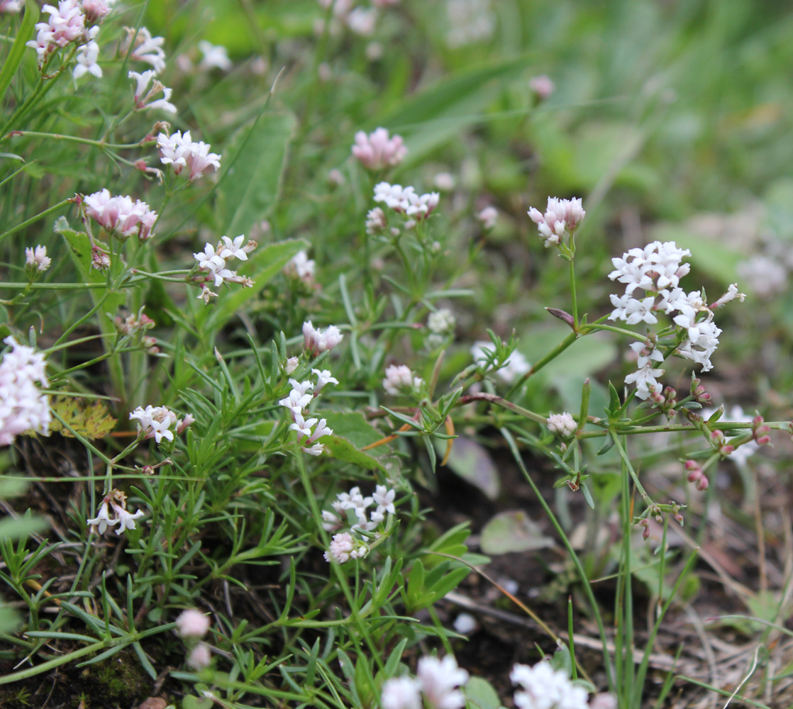Image of Asperula biebersteinii specimen.