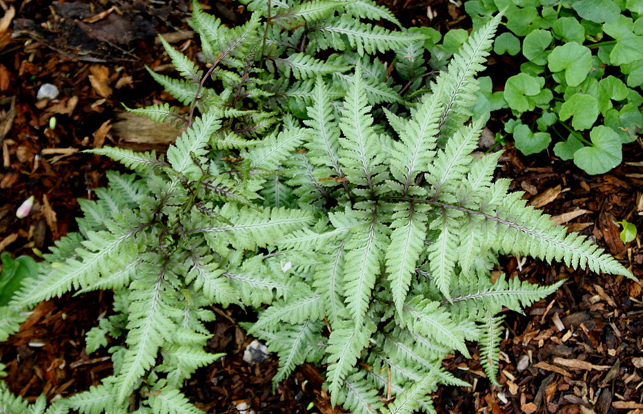 Image of Athyrium niponicum specimen.