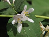 Lonicera tatarica