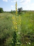 Verbascum phlomoides