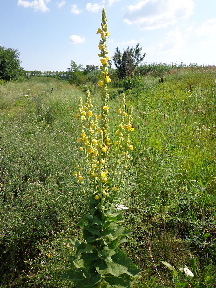 Image of Verbascum phlomoides specimen.