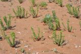 Euphorbia paralias