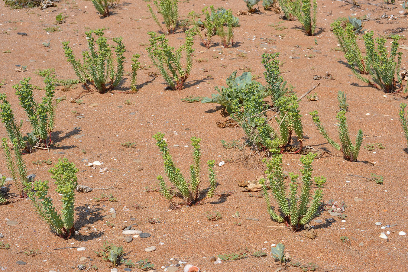 Изображение особи Euphorbia paralias.