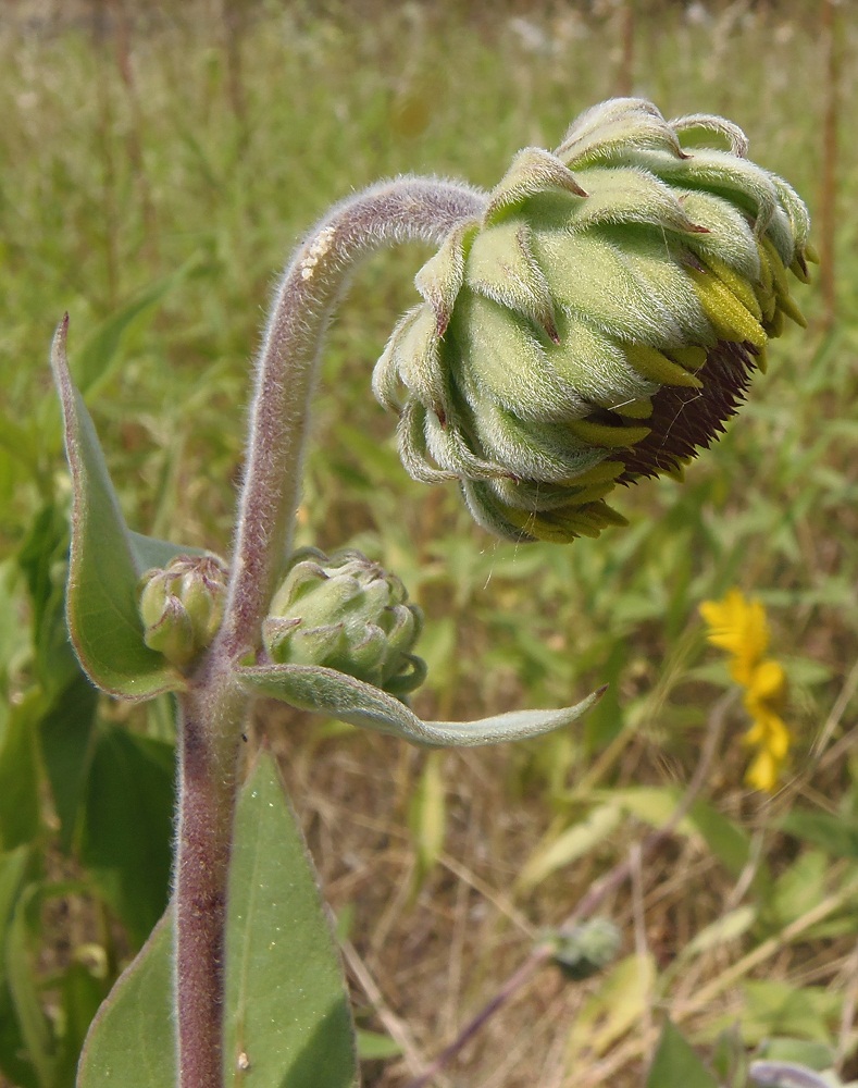 Изображение особи Helianthus mollis.