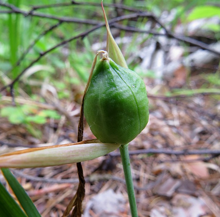 Image of Iris ruthenica specimen.