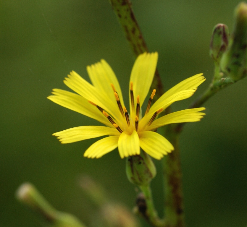 Image of Lactuca triangulata specimen.