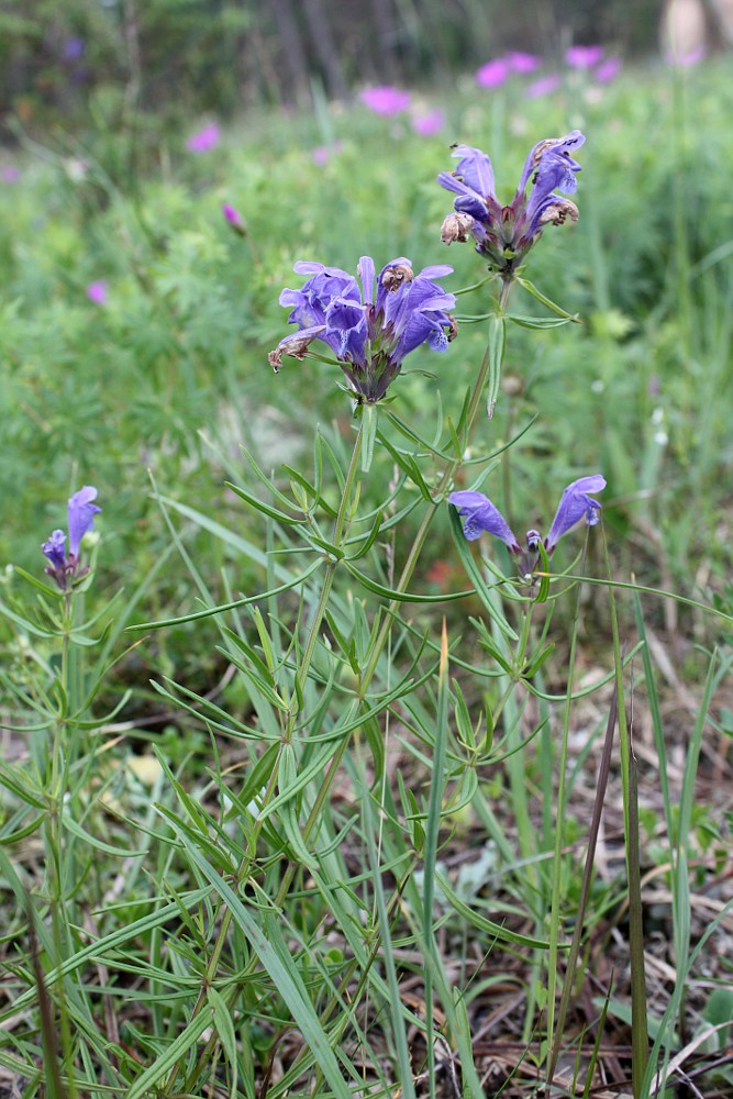 Image of Dracocephalum ruyschiana specimen.