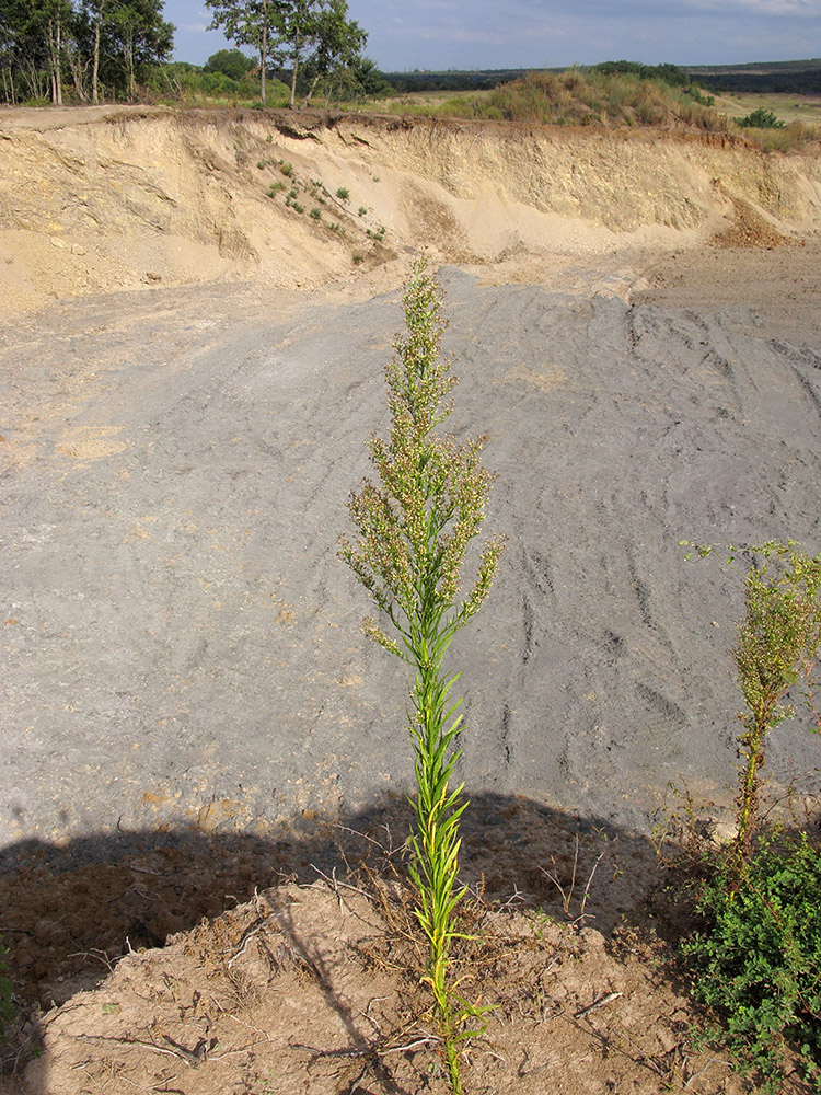 Image of Conyza canadensis specimen.