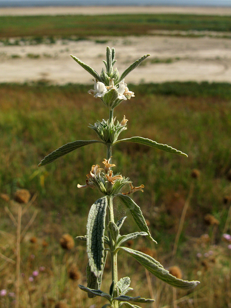 Image of Marrubium peregrinum specimen.