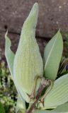 Asclepias speciosa