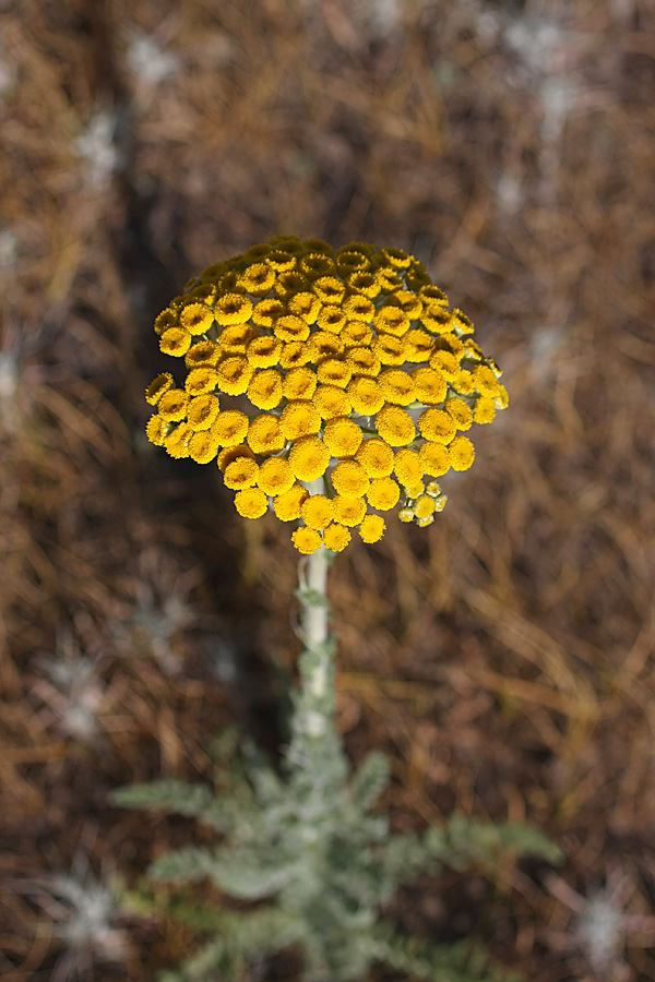 Image of Pseudohandelia umbellifera specimen.