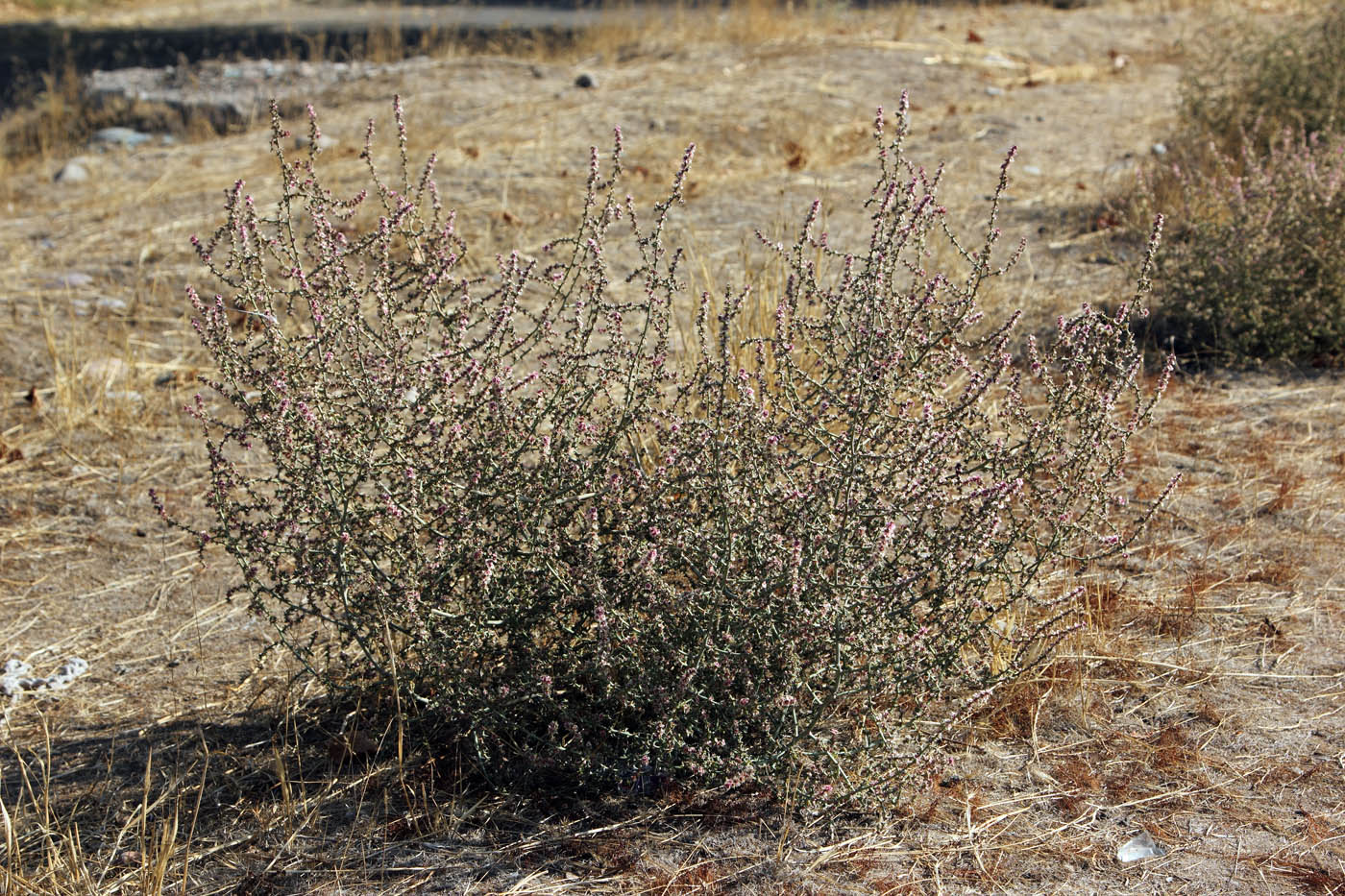 Image of Salsola tragus specimen.