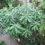 Senna didymobotrya
