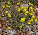 Helianthemum orientale. Цветущее растение в петрофитной степи. Севастополь, Караньское плато. 05.05.2013.