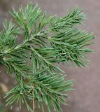 Abies lasiocarpa var. arizonica