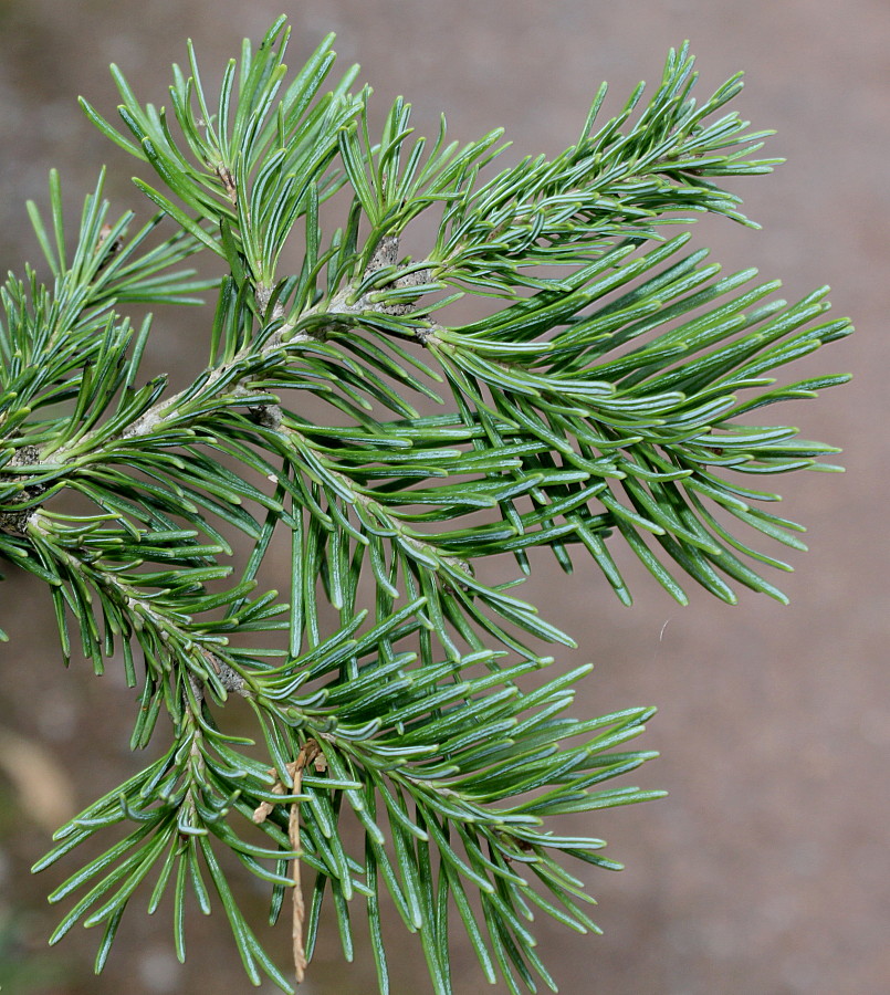 Image of Abies lasiocarpa var. arizonica specimen.