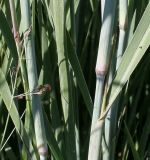 Panicum virgatum. Средние части побегов ('Heavy Metal'). Германия, г. Дюссельдорф, Ботанический сад университета. 04.09.2013.