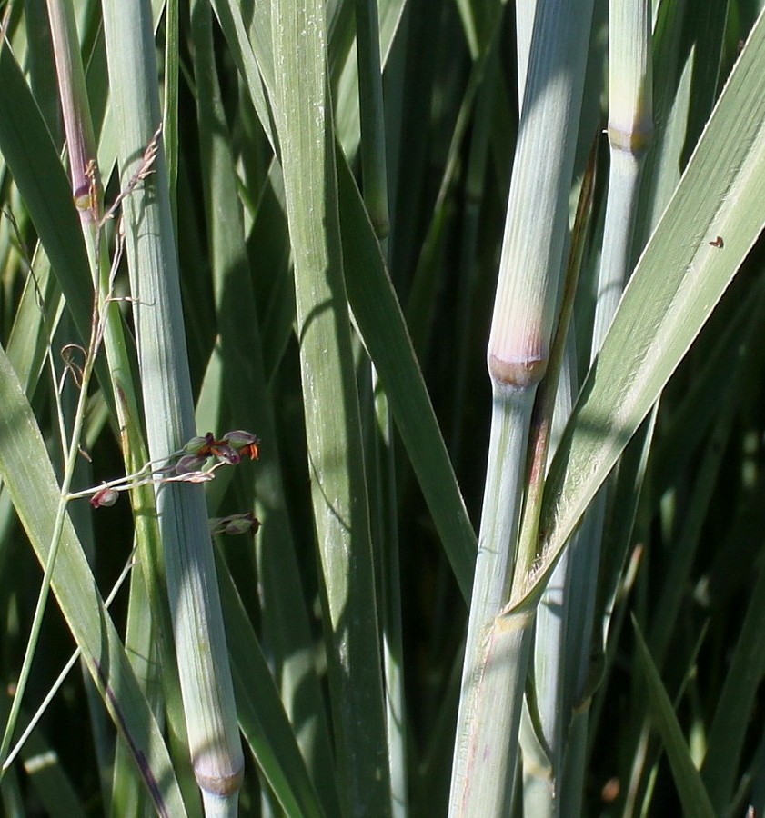 Image of Panicum virgatum specimen.