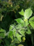 Salvia glutinosa