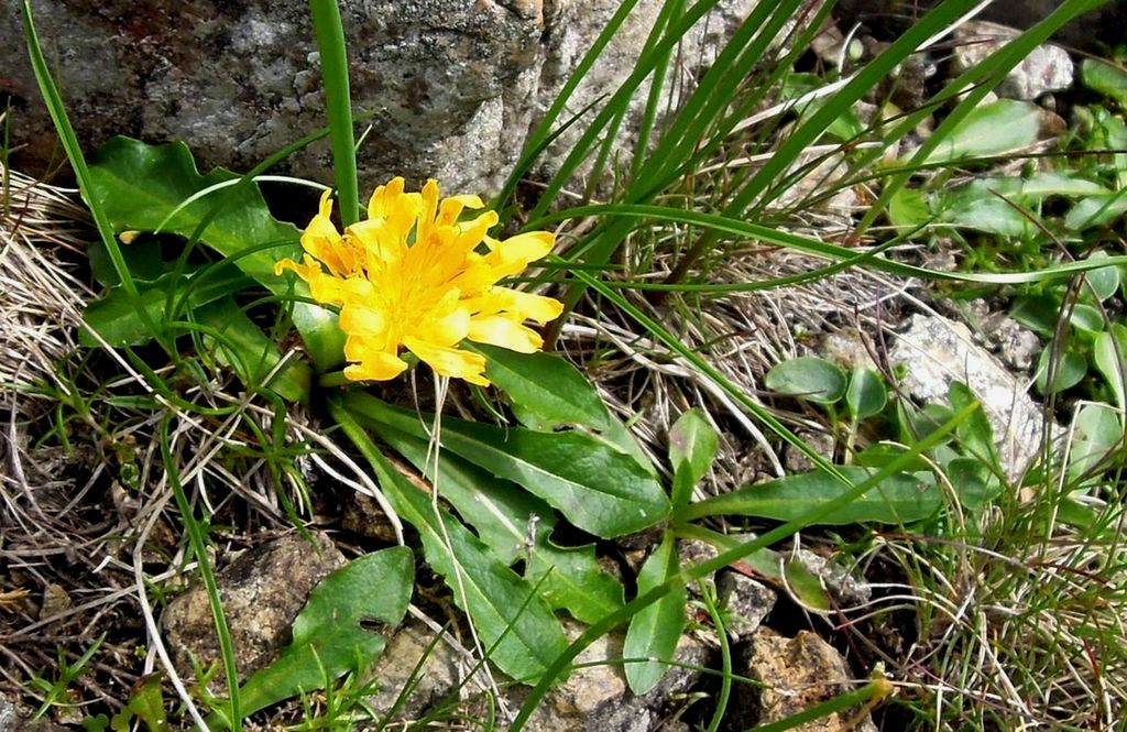 Изображение особи Taraxacum altaicum.