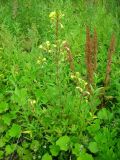 Oenothera rubricaulis