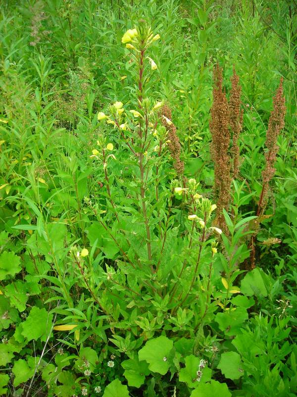 Image of Oenothera rubricaulis specimen.