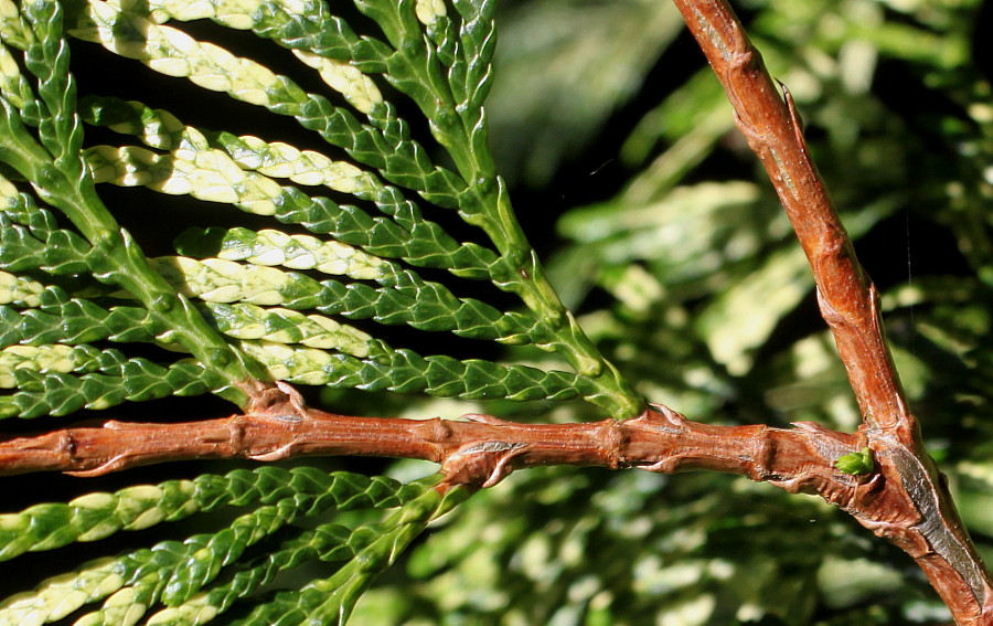 Изображение особи Thuja plicata.