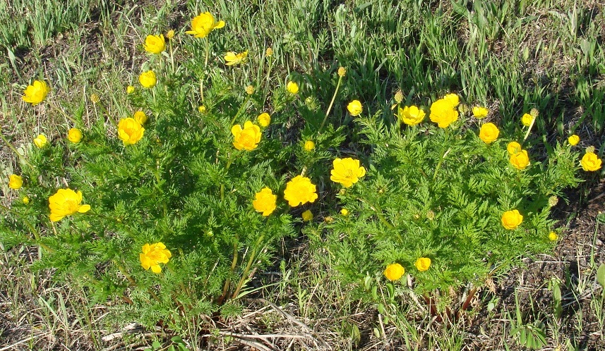 Image of Adonis apennina specimen.