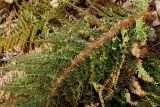 Polystichum setiferum. Нижняя сторона вайи ('Plumosum Densum'). Германия, г. Дюссельдорф, Ботанический сад университета. 02.03.2014.