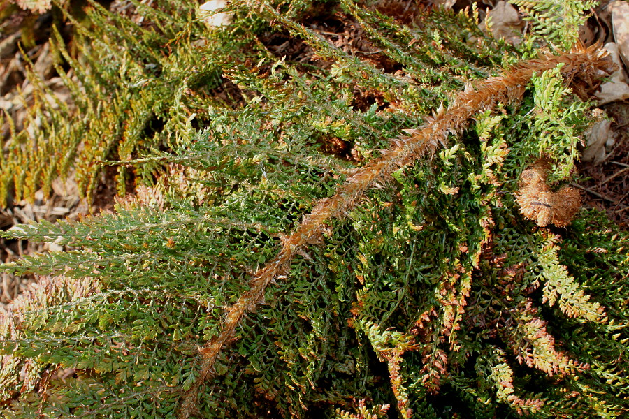 Изображение особи Polystichum setiferum.