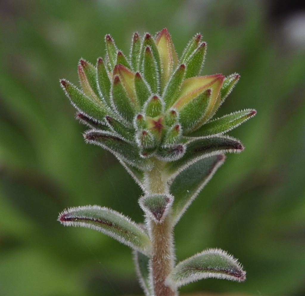 Image of Echeveria setosa specimen.