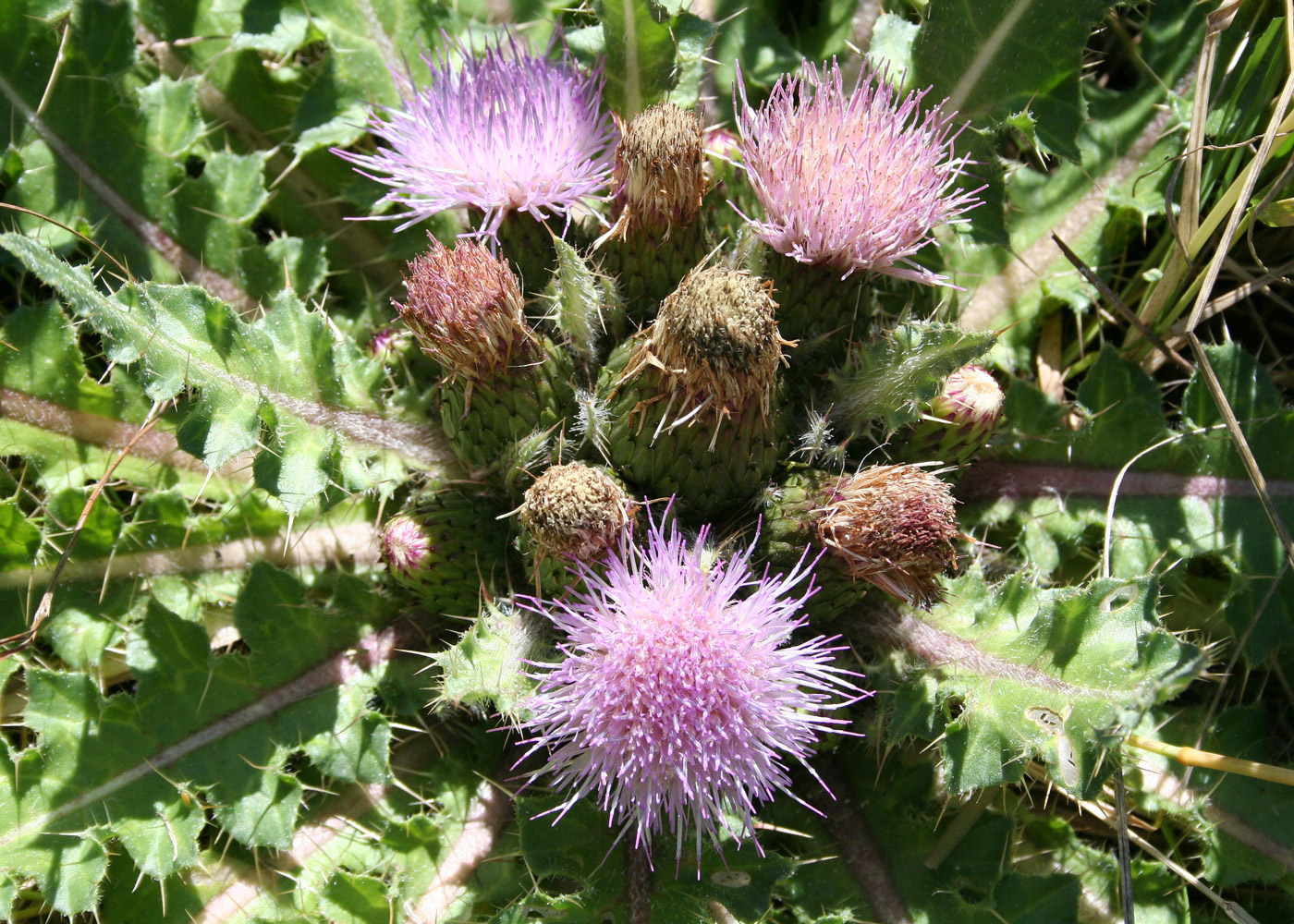 Изображение особи Cirsium esculentum.