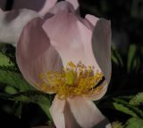 род Rosa. Цветок. Ростовская область, Красносулинский район, окрестности хутора Лихой. 21.05.2013.