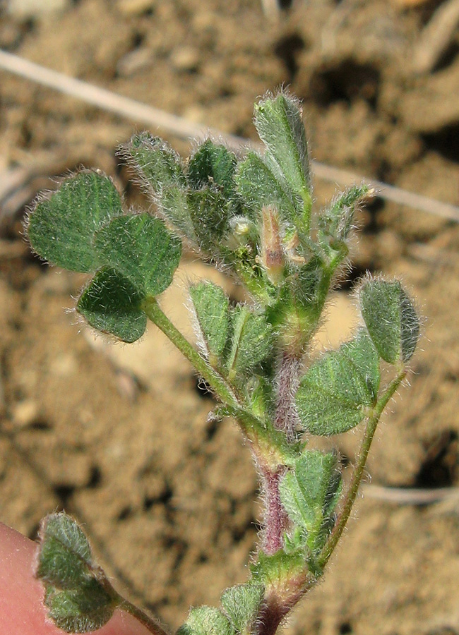 Image of Medicago rigidula specimen.