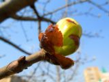 Aesculus hippocastanum. Покровные чешуи распускающейся верхушечной почки. Московская обл., Железнодорожный, в культуре. 21.04.2014.