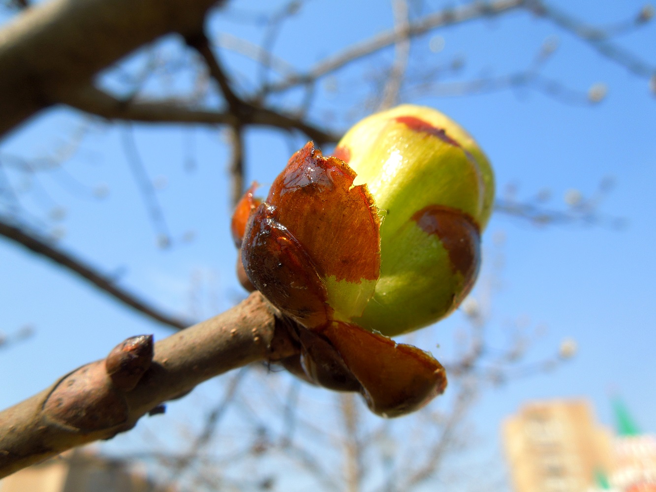 Изображение особи Aesculus hippocastanum.