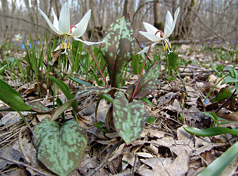 Изображение особи Erythronium caucasicum.