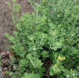 Chamaecytisus supinus. Ветви цветущего растения. Германия, г. Дюссельдорф, Ботанический сад университета. 28.04.2014.