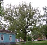 Populus nigra