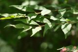 Kolkwitzia amabilis. Часть побега. Молдова, Кишинев, Ботанический сад АН Молдовы. 19.05.2014.