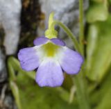 Pinguicula hirtiflora