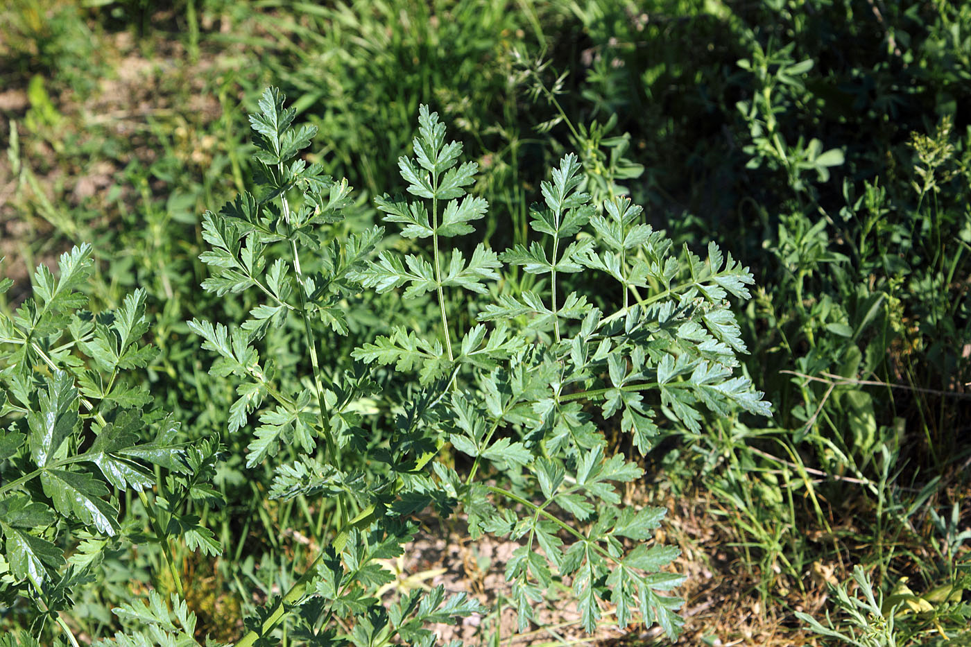 Изображение особи Ferula kirialovii.