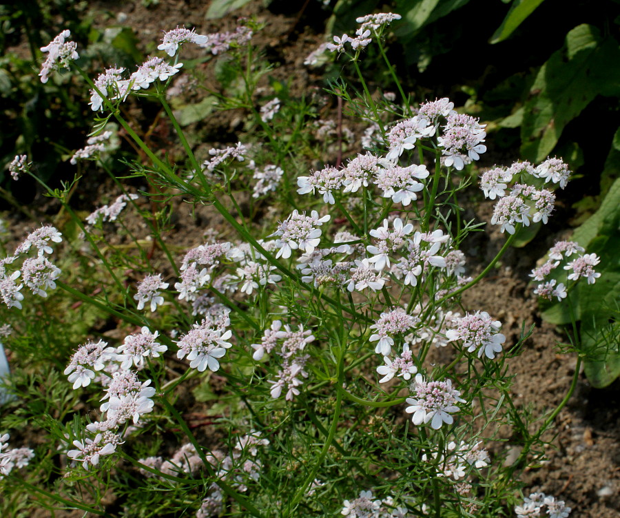 Image of Coriandrum sativum specimen.