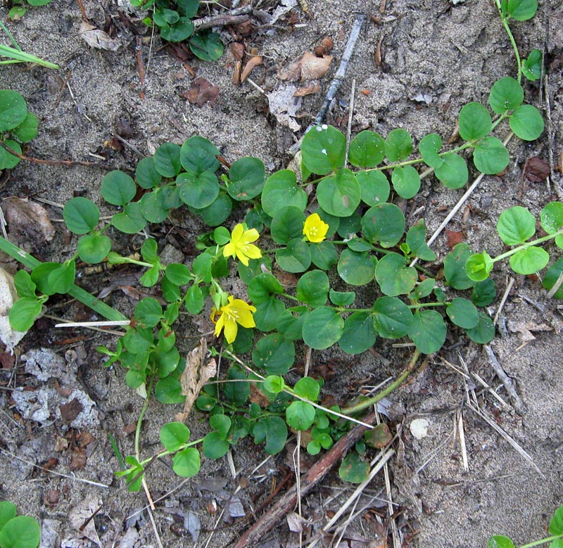 Изображение особи Lysimachia nummularia.