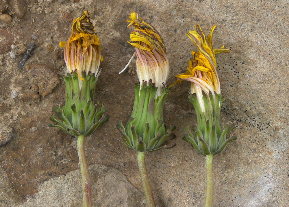 Image of Taraxacum stenocephalum specimen.