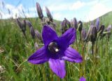 Campanula aucheri