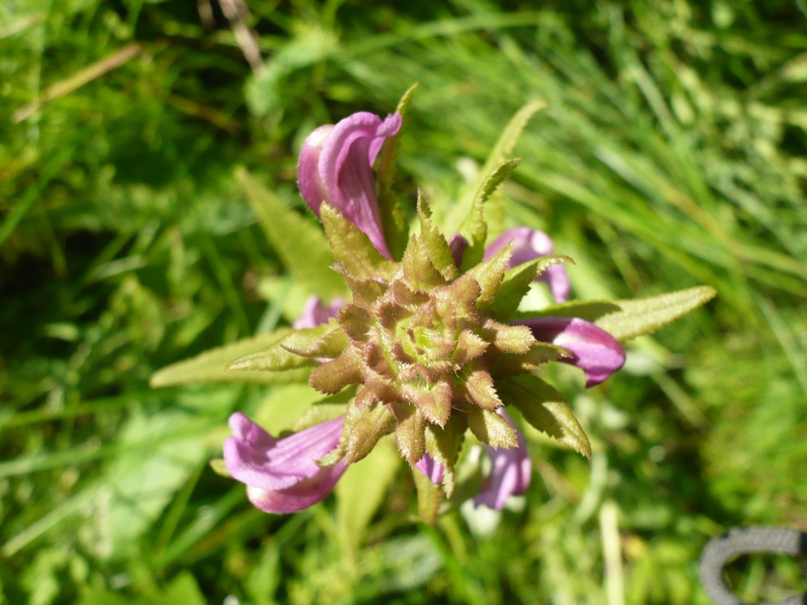 Изображение особи Pedicularis resupinata.