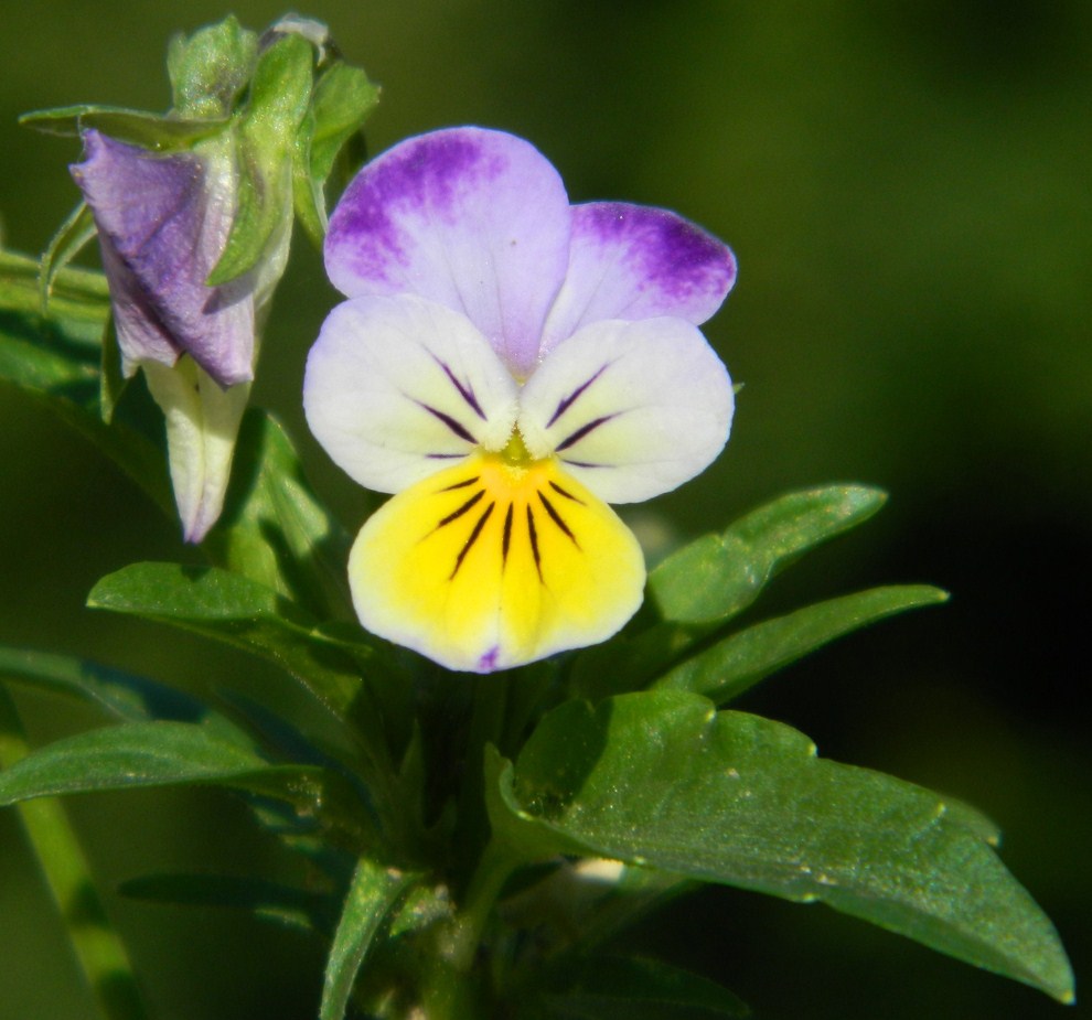 Image of Viola tricolor specimen.